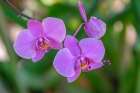 Moth Orchid Art Print